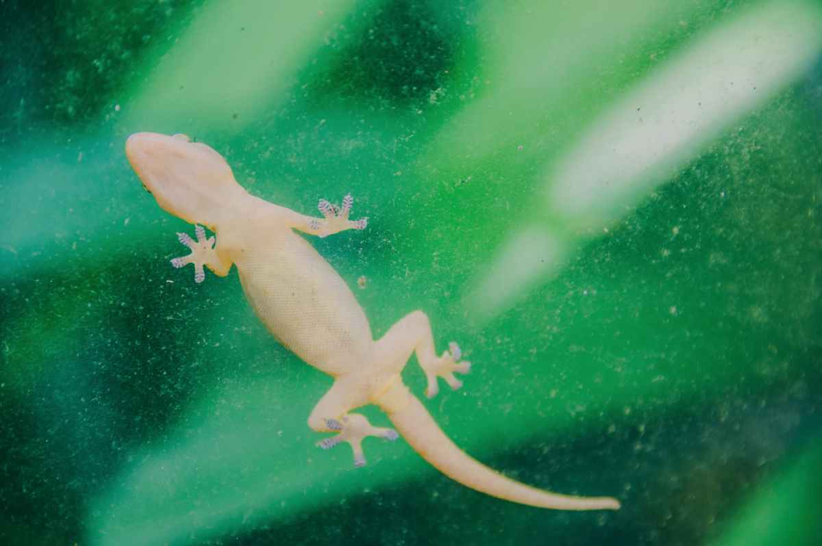 Poem: The Lizard on the Wall